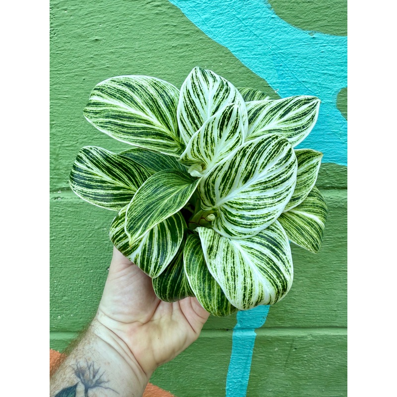 4 Philodendron Birkin