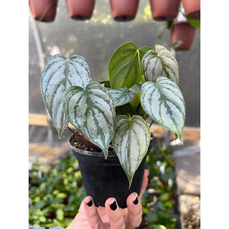 4 Philodendron brandtianum