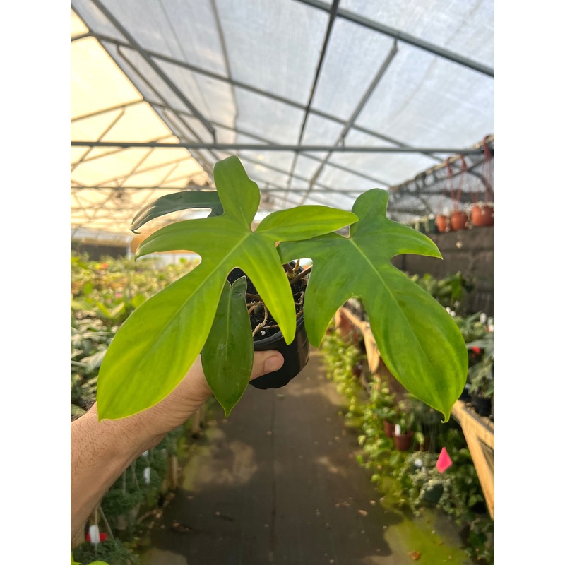 4 Philodendron ‘Florida’