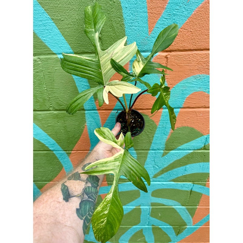 4 Philodendron Florida Beauty