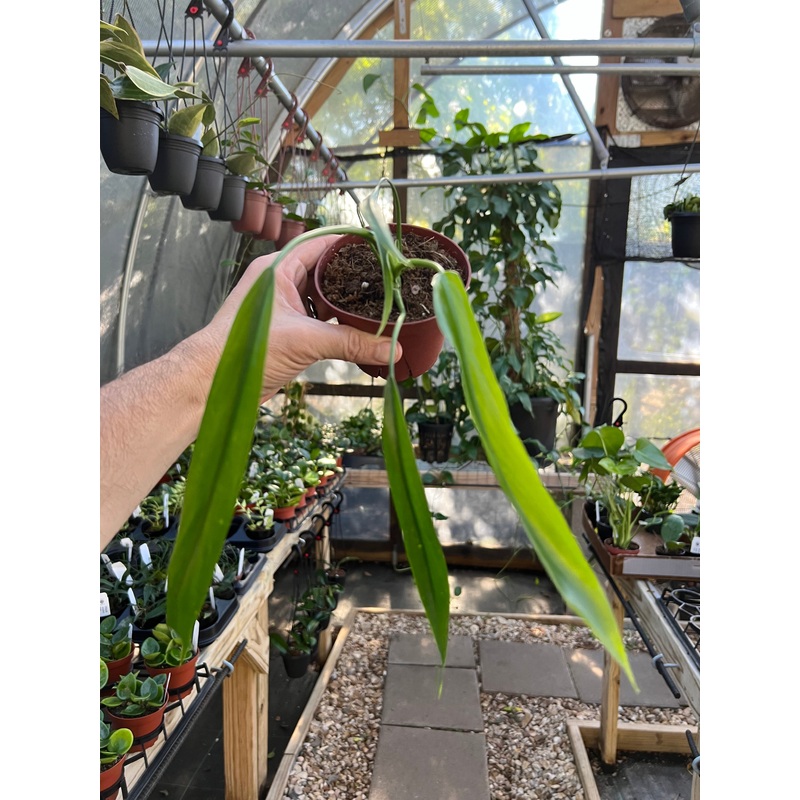 4 Philodendron holtonianum