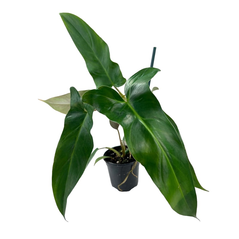 4 Philodendron mexicanum