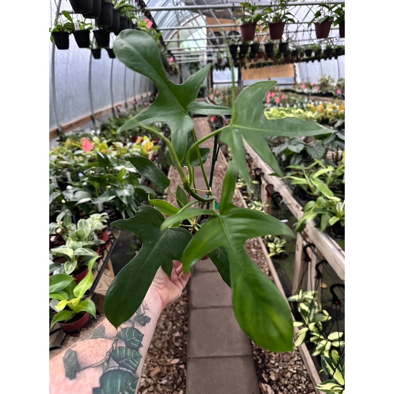 4 Philodendron pedatum ‘Glad Hands’