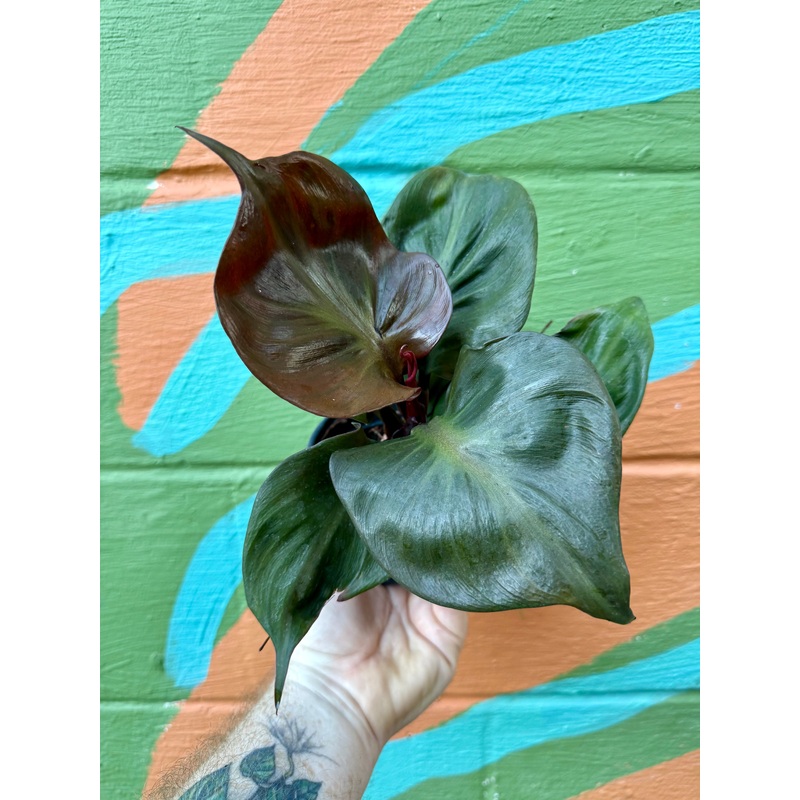 4 Philodendron Red Heart