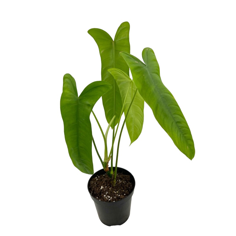 4 Philodendron sharoniae