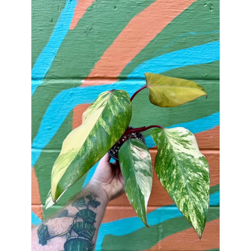 4 Philodendron ‘Strawberry Shake’