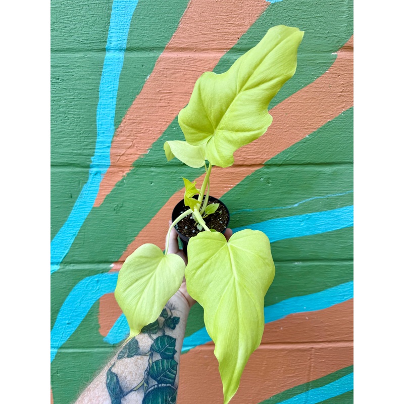 4 Philodendron warszewicsii aurea