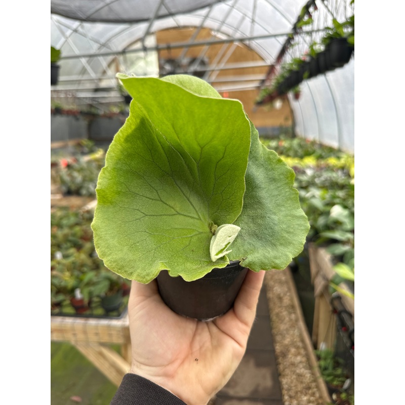4 Platycerium elephantotis (Staghorn fern)