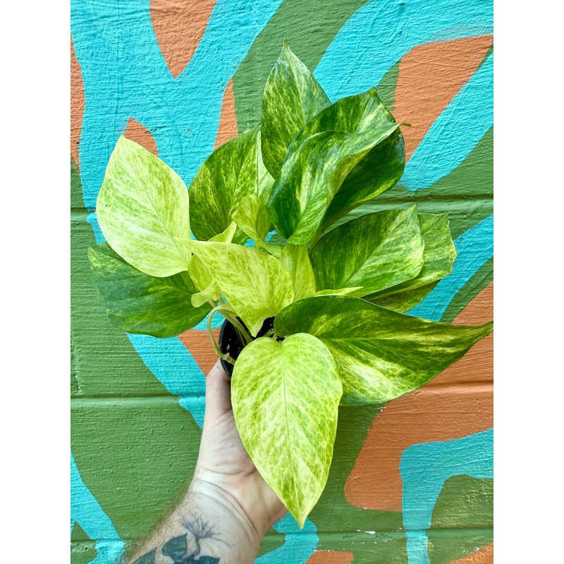 4 Pothos Neon Queen