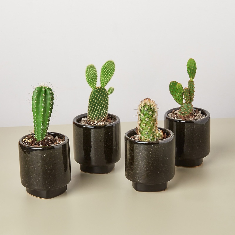 4 Pre Potted Cacti Variety Pack – 3.0 Pot