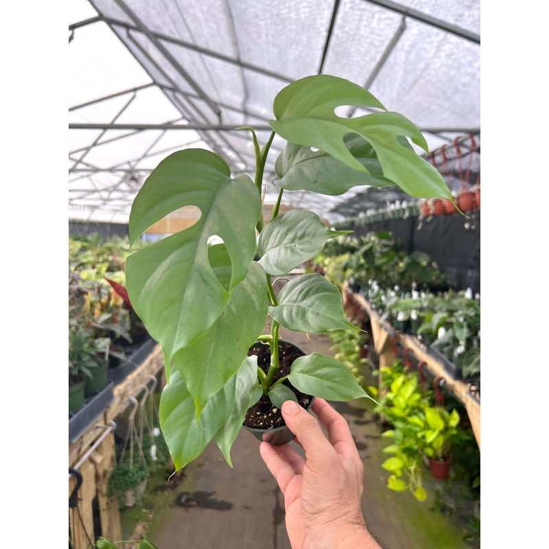 4 Rhaphidophora tetrasperma ‘Mini Monstera’