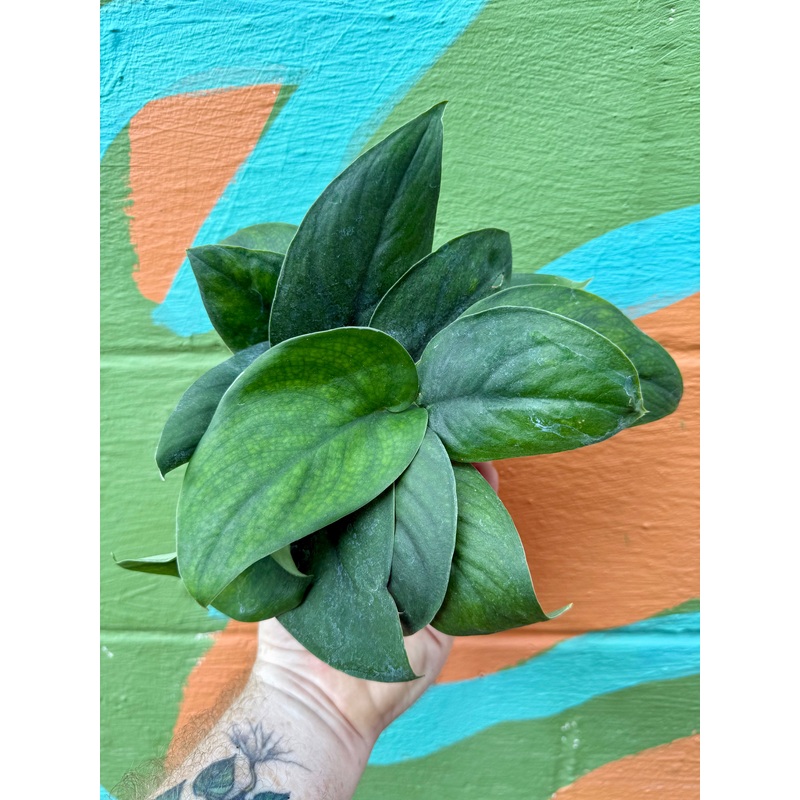 4 Scindapsus ‘Jade Satin’