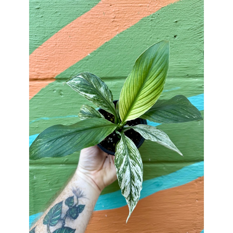 4 Spathiphyllum ‘Sensation’ (mint)
