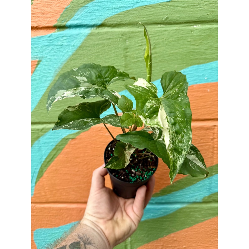 4 Syngonium Albo (white variegated)