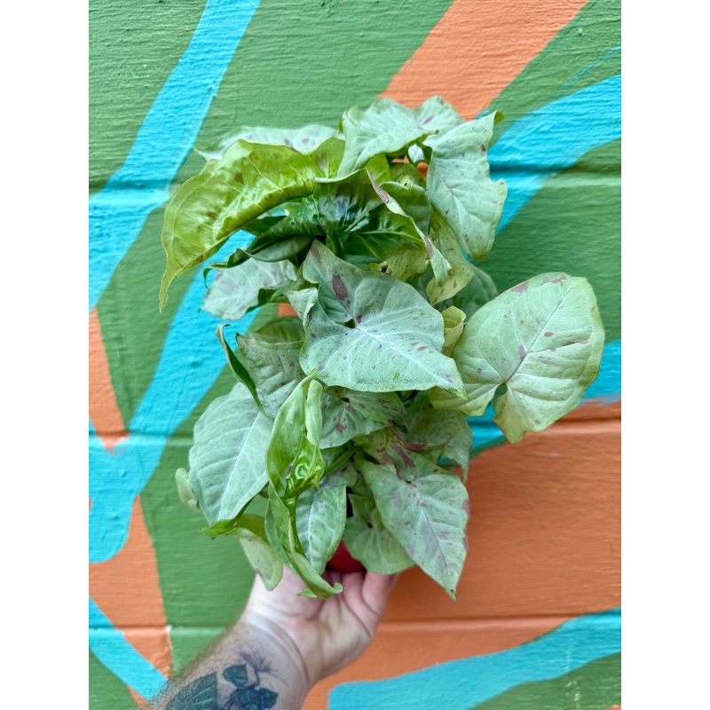 4 Syngonium Milk Confetti