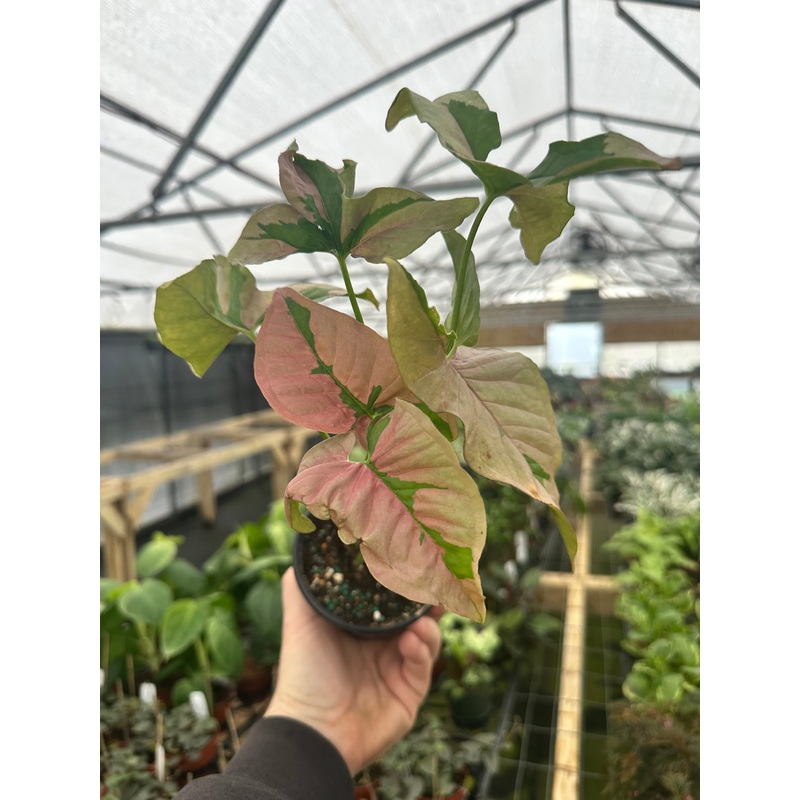 4 Syngonium Pink Lava