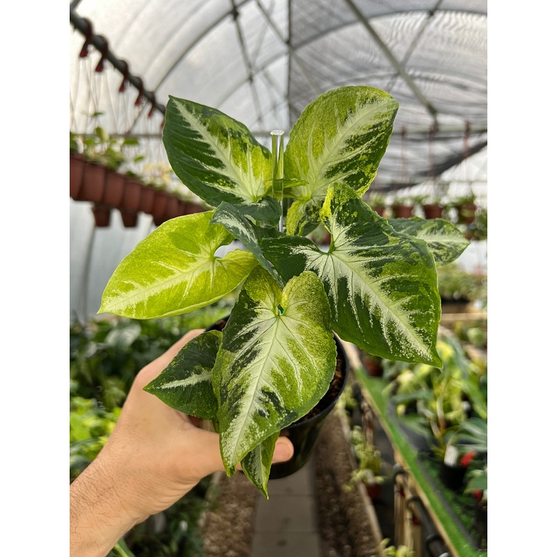 4 Syngonium Scrambled Eggs (variegated wendlandii)