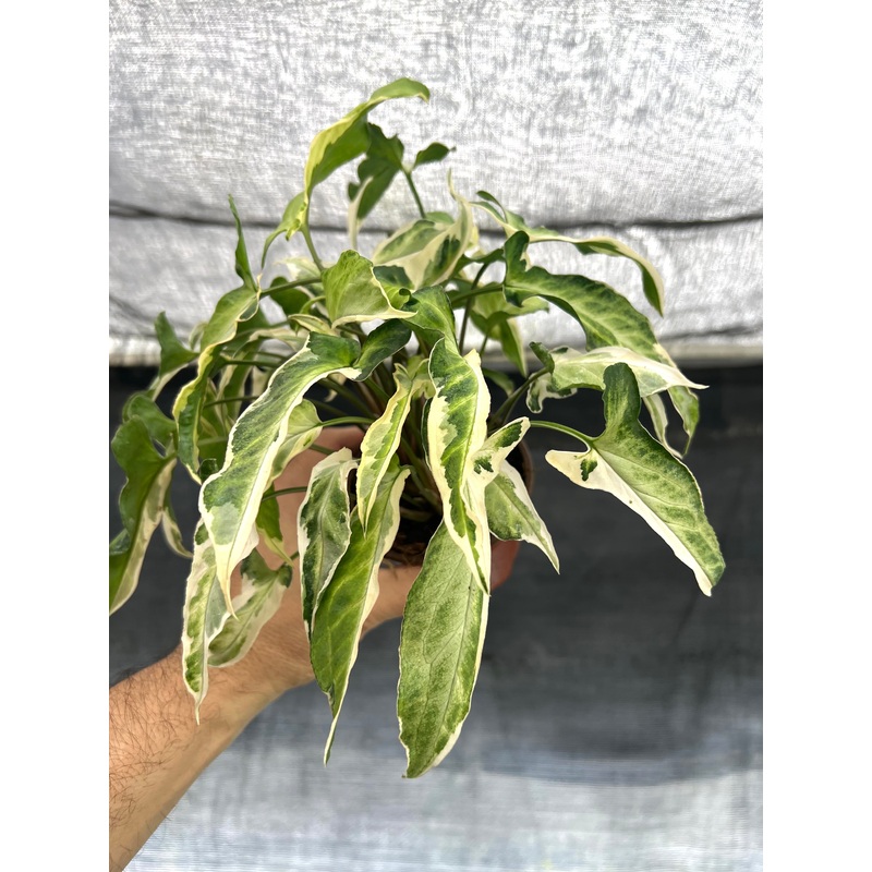 4 Syngonium Starlite