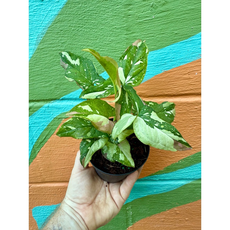 4 Syngonium Tricolor