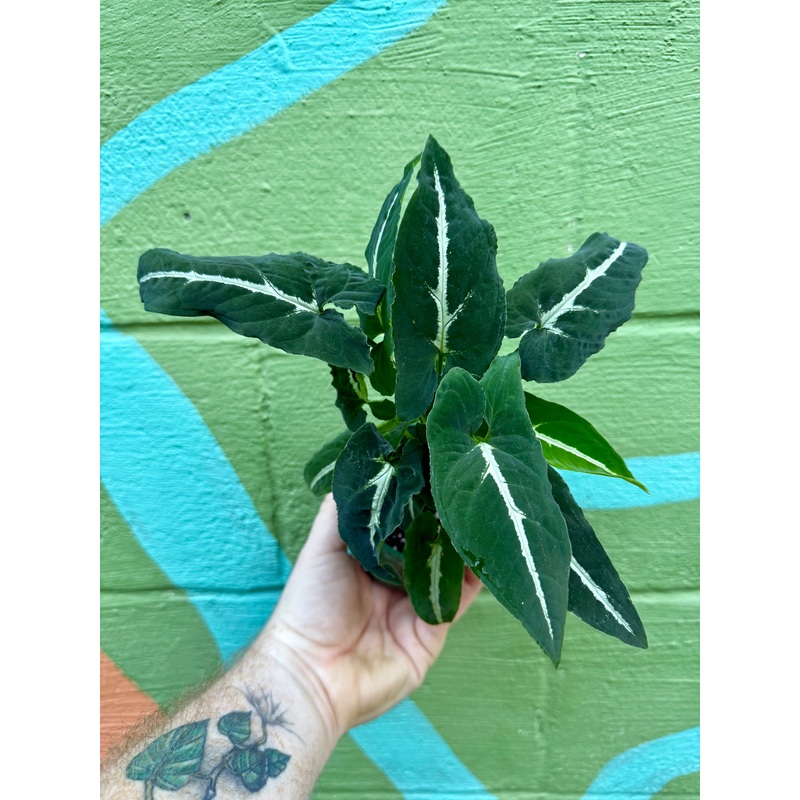 4 Syngonium wendlandii