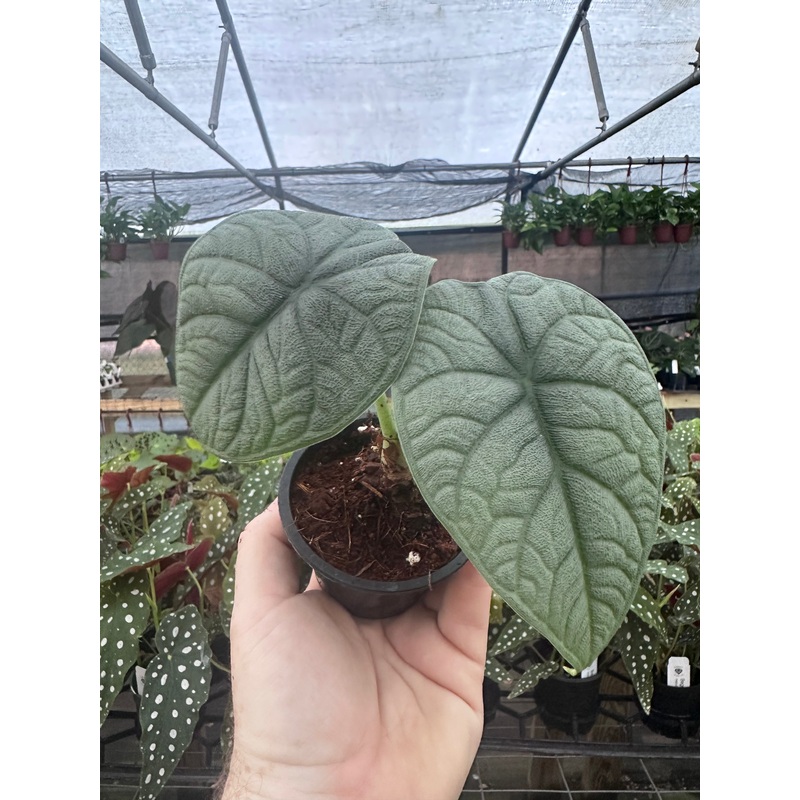 5 Alocasia melo