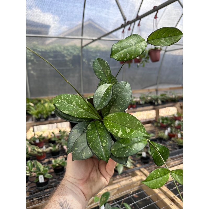 5 Hoya crassipetiolata ‘Super Splash’
