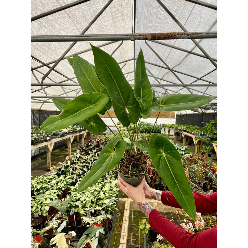 6 Anthurium verapazense (XL)