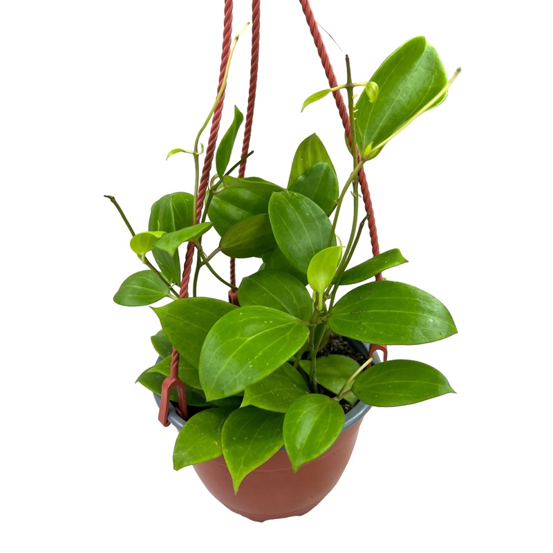 6 Hoya Genevieve hanging basket