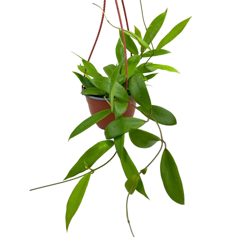 6 Hoya ilagiorum hanging basket