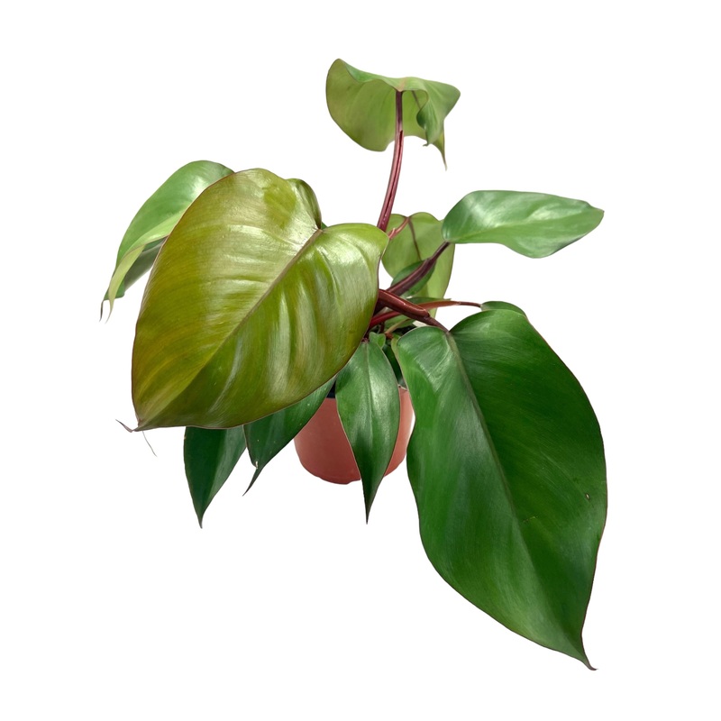 6 Philodendron Royal Queen