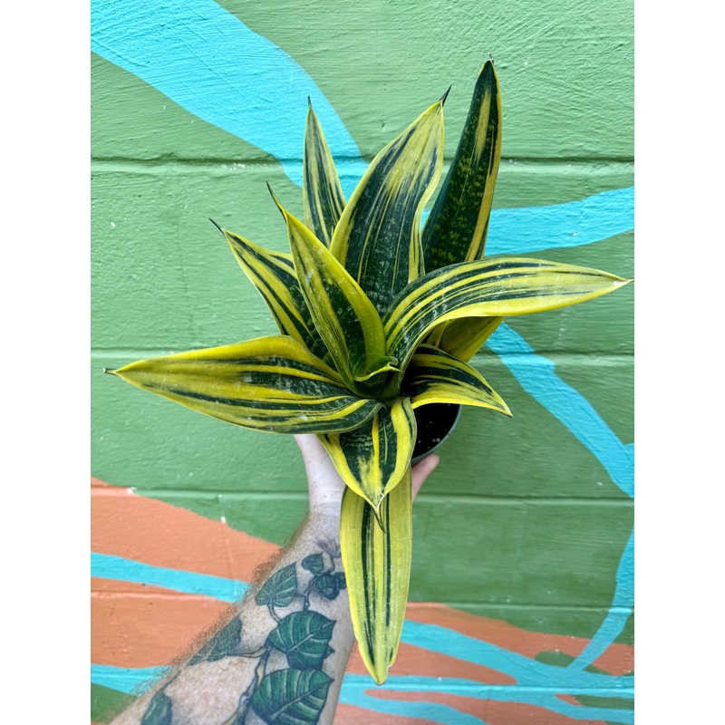6 Sansevieria La Rubia