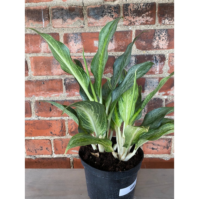 Aglaonema ‘Hybrid #10’|6″ Pot