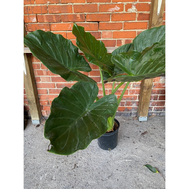 Alocasia wentii|10″ Pot