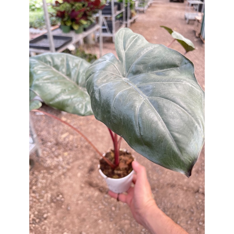 Alocasia Yucatan Princess – 4 Pot