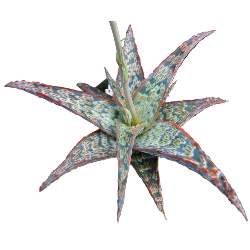 Aloe ‘Pink Blush’|4.5″ Pot