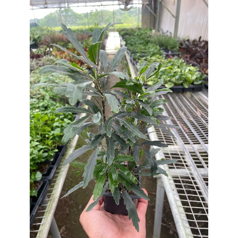 Aralia ‘Green’|3″ Pot