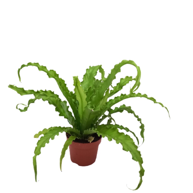 Asplenium ‘Bird’s nest fern’|4.5″ Pot|6″ Pot