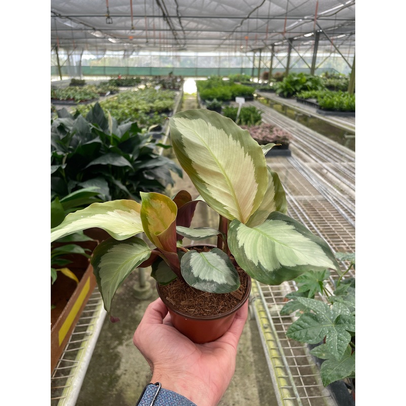 Calathea ‘Picturata’|4″ Pot