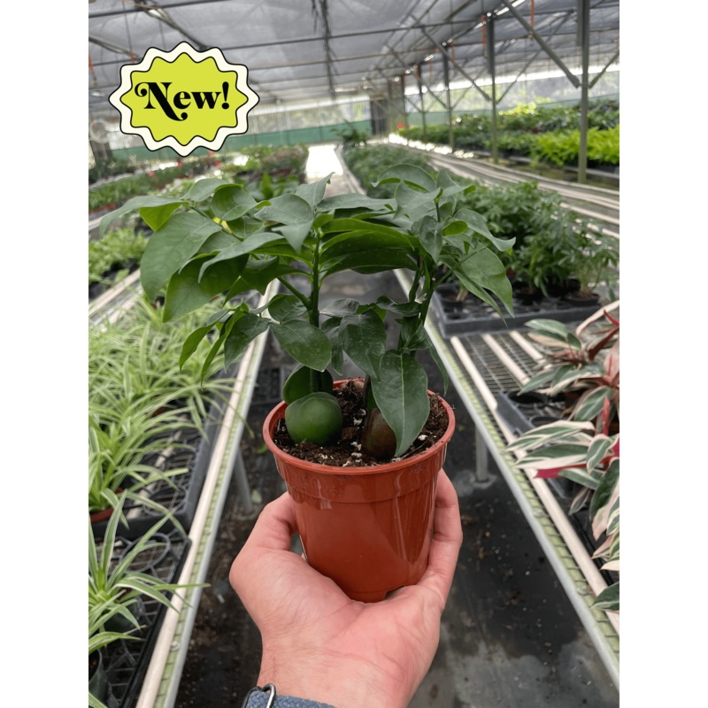 Castanospermum ‘Lucky Bean’|4″ Pot