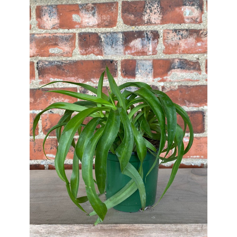Chlorophytum Comosum Green Spider Plant