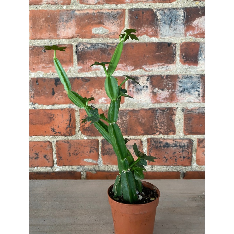Cissus quadrangularis|2″ Pot