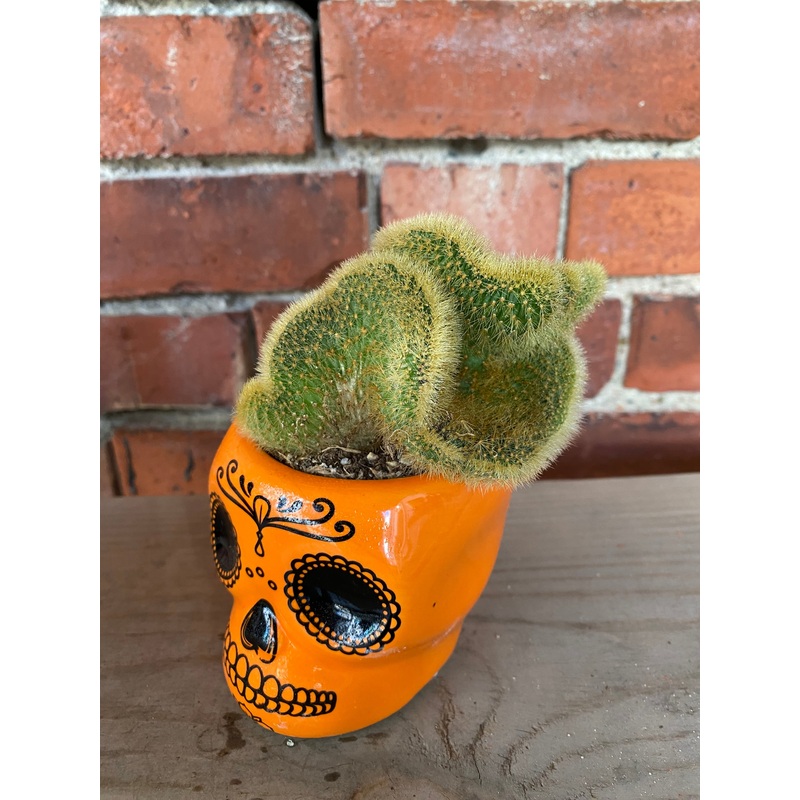 Cleistocactus winteri ‘Crested Golden Rat Tail’