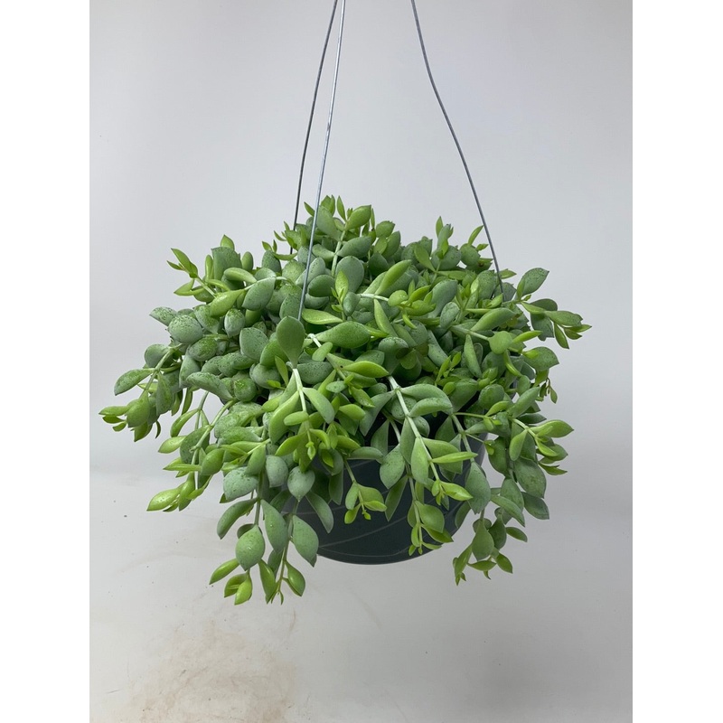 Cotyledon pendens Trailing Lime Succulent