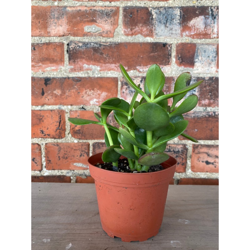 Crassula Ovata ‘Jade Plant’|10″ Pot|6″ Pot|2″ Pot|4″ Pot