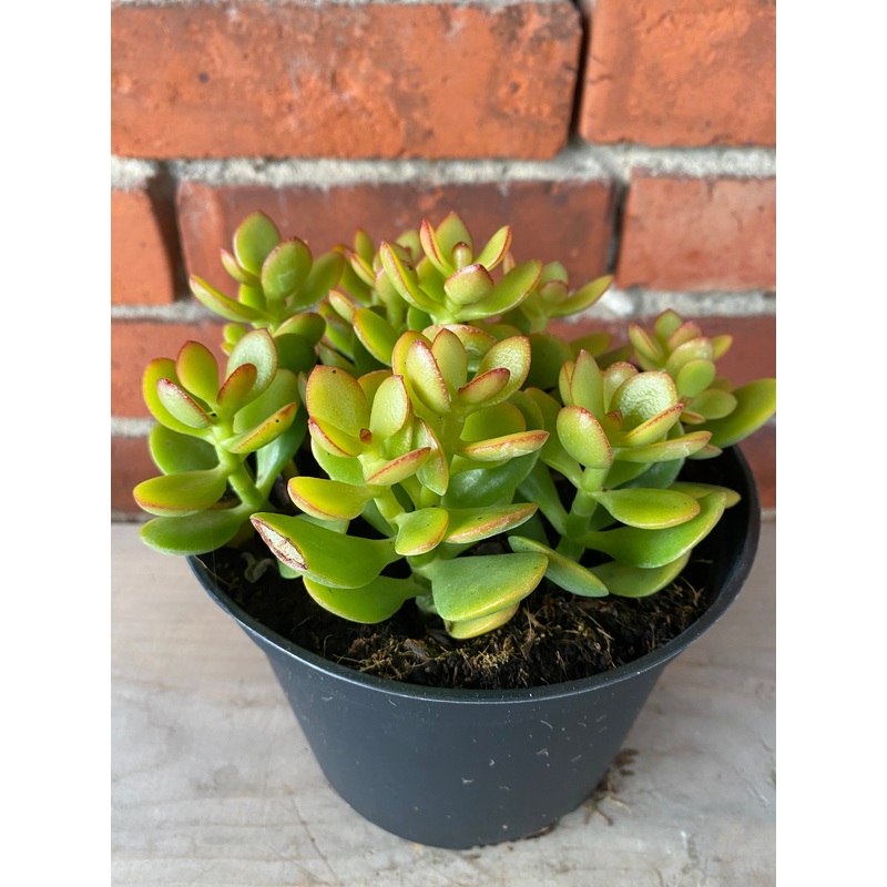 Crassula  ‘Sunset Jade’|6″ Pot