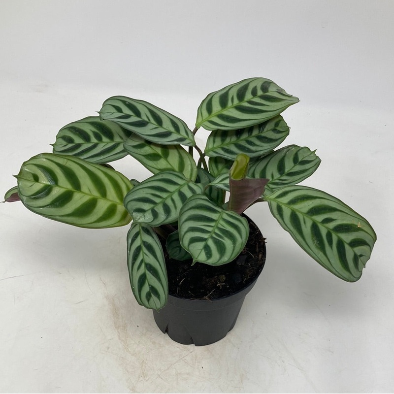 Ctenanthe Burle Marx|4.5″ Pot