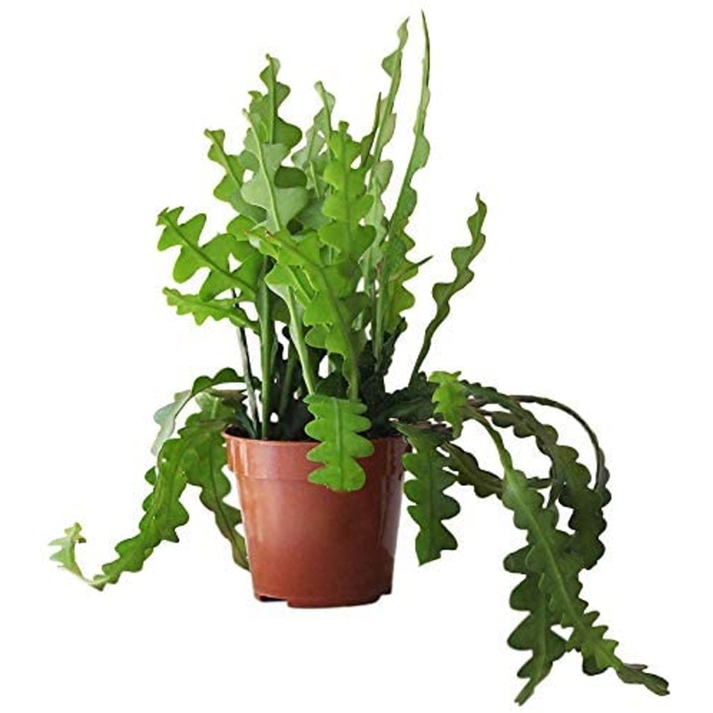 Disocactus anguliger Fishbone Cactus
