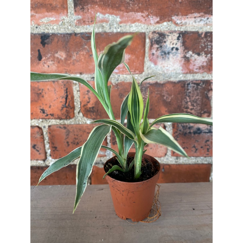 Dracaena Sanderiana Lucky Bamboo
