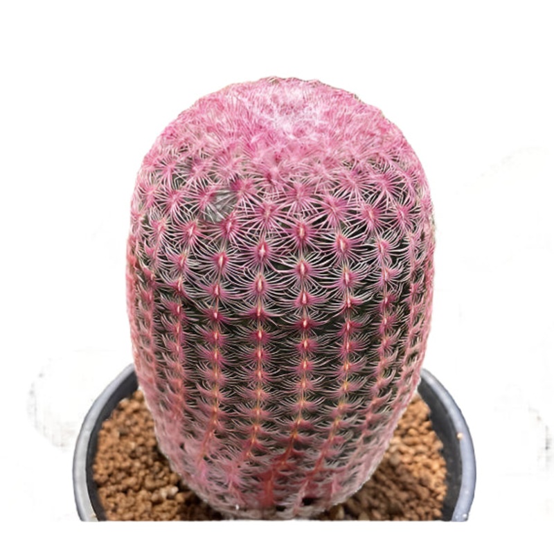 Echinocereus rigidissimus ‘Ruby Rainbow Cactus’