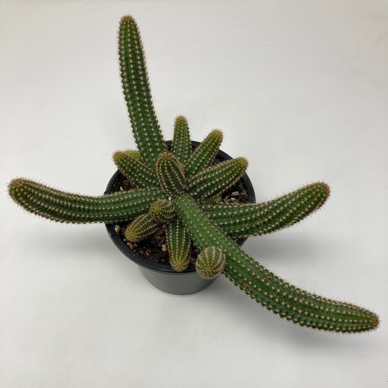 Echinopsis Chamaecereus ‘Peanut Cactus’